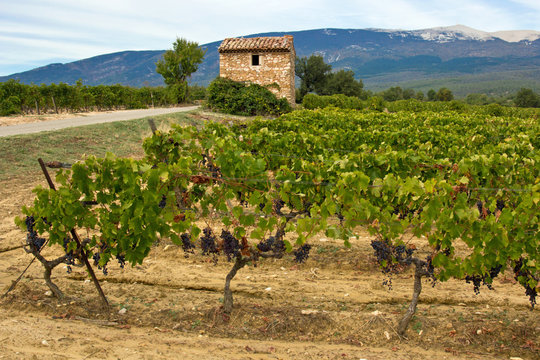 Ventoux : Cabanon dans un champ de vigne