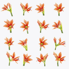 Obraz premium set of beautiful lilium flowers composite