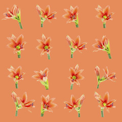 set of beautiful lilium flowers composite
