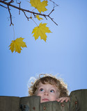 Kind an einem alten Zaun schaut zu gelben Herbst-Blättern