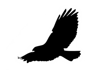 Naklejka premium Raubvogel, silhouette
