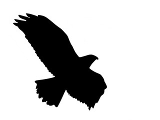 Raubvogel, Silhouette