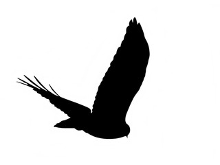 Raubvogel, Silhouette