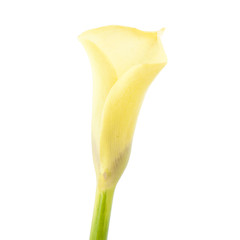 beautiful yellow Calla lily flower, Zantedeschia