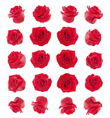 Naklejka premium set of red roses flowers composite