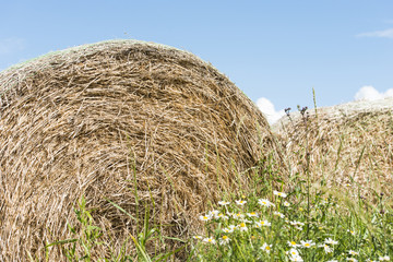 Silage bales in summer landscape