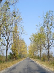 Road in the countryside