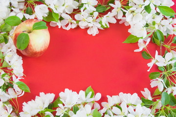 beautiful designer background with the sprigs of flowering apple