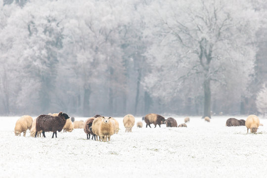 Dutch sheep in a winter landscape