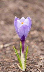 Obraz premium spring flowers