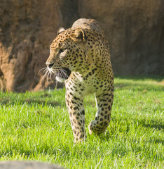 Portrait Of Leopard