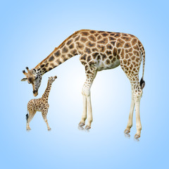 Giraffe And Young One
