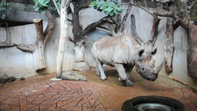 Nashorn