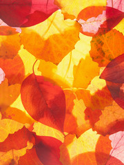 autumn leave background