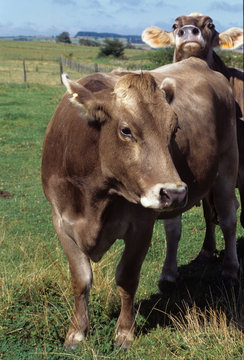 Vache brune des alpes