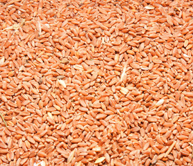 wheat as a background