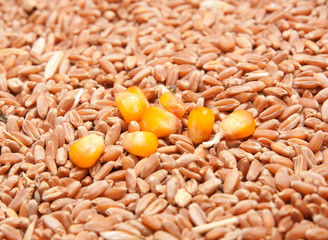 corn on the background of wheat