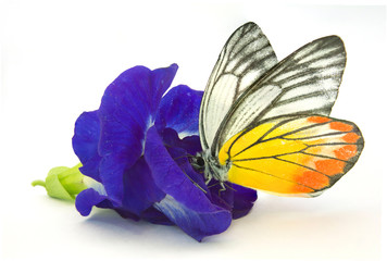 Blue Butterfly Pea