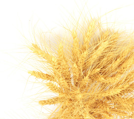 Fototapeta premium wheat in the background