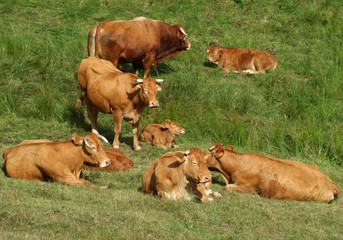 Vaches limousines