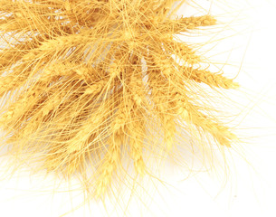Obraz premium wheat in the background