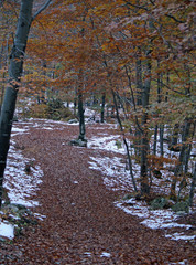 path of fallen leaves in autumn