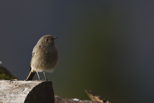Oiseau Hochequeue noir femelle sur tronc