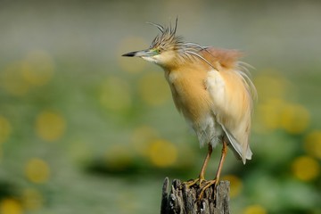 Sgarza ciuffetto