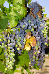 Grapes in a vineyard in Italy