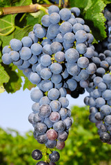 Grapes in a vineyard in Italy