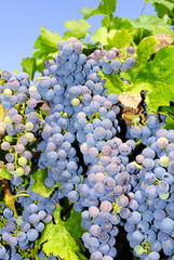 Grapes in a vineyard in Italy