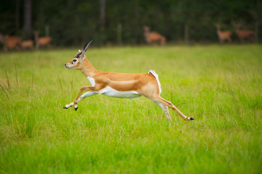 Antelope Jumping