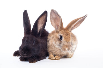 Fototapeta na wymiar Two rabbits