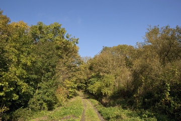 autumn bridleway