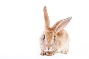 Red rabbit