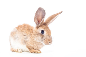 Red rabbit