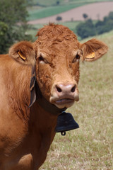 Vache limousine
