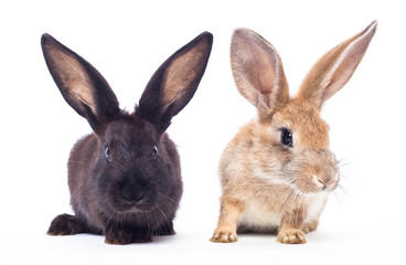 Fototapeta na wymiar Two rabbits