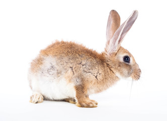 Red rabbit