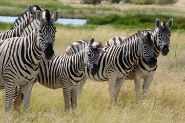 Zebras