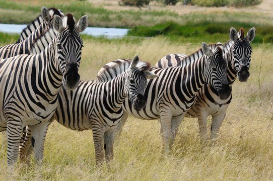 Fototapeta Zebras