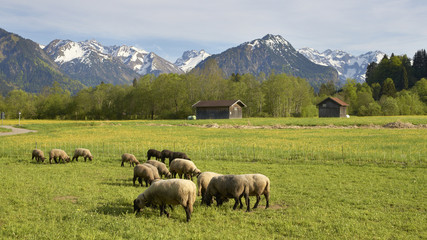 Schafe auf der Frühlingswiese in den Alpen