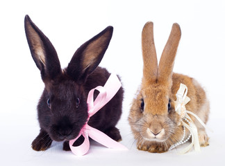 Two rabbits