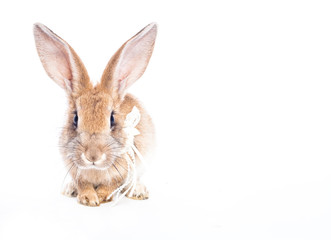 Red rabbit with bow