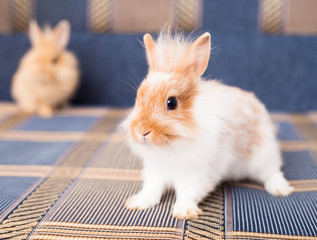 Obraz premium Rabbit on Textile