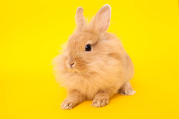 Obraz premium Rabbit