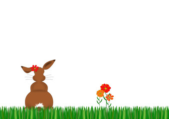 Hase von hinten auf Blumenwiese