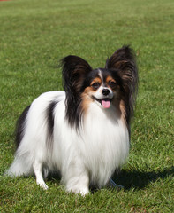 Portrait of purebred Papillon dog