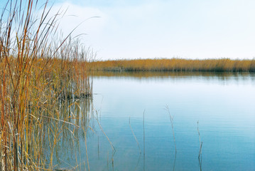 Reeds on the bank of a calm lake
