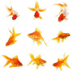 Set of Goldfish on White Background Without Shade